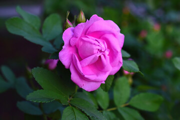 Bright beautiful pink rosehip and decorative rose flowers