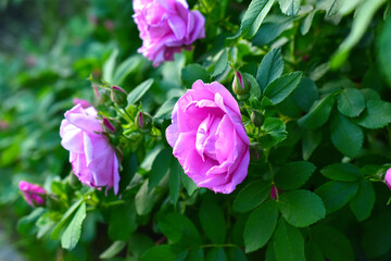 Bright beautiful pink rosehip and decorative rose flowers