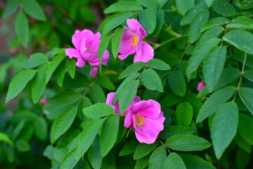 Bright beautiful pink rosehip and decorative rose flowers
