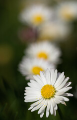 Obraz premium Gänseblümchen