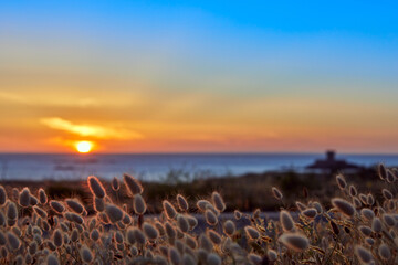 Image of sunset at St Ouens Bay with Rocco Tower out of focus and grass tufts in the foreground...
