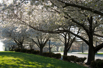 Fototapeta na wymiar Flowering Pear Trees White Blossoms Blooming in the Spring