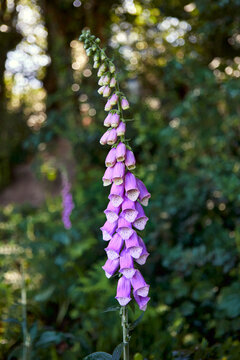 Image of wild fox gloves in wooded area with shallow depth of field, sunshine through the trees. Selective focus.