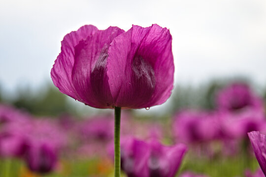 Pink Poppy In The Garden