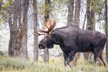 Acrylic prints Moose Moose at Gros Ventre campground Jackson Hole.