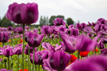 field of poppy