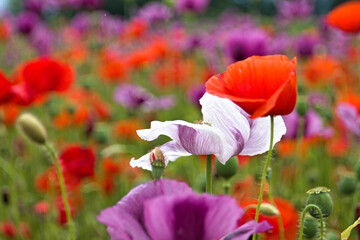 Obraz premium red poppy flowers