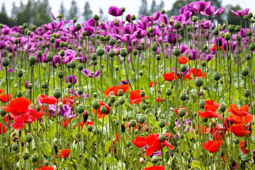 field of poppy