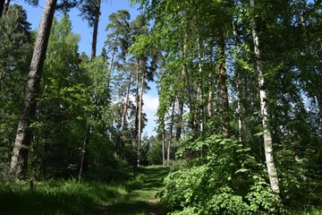 Obraz premium trees in the forest