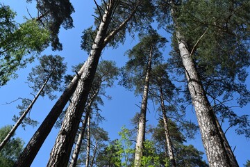 Fototapeta premium trees and sky