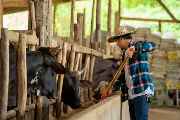 Farmer feeding beef cattle in farm,Agriculture industry,Farming, People and animal husbandry concept.