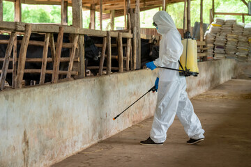 Male farmer in hazmat PPE protective clothing cleaning on a beef cattle farm,concept good hygienic...