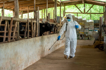 Male farmer in hazmat PPE protective clothing cleaning on a beef cattle farm,concept good hygienic...