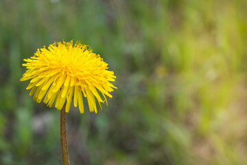 Sunny spring flower dandelion