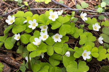 Spring in the forest, forest glade, spring flowers, Oxalis acetosella