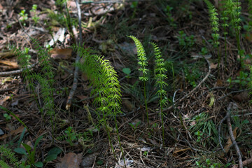Horsetail in the forest