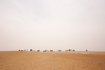 GIZA, EGYPT, APRIL 20: Horse carriages and camels waits for the tourists  to take a ride in desert...