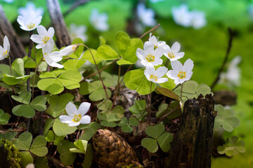 Spring in the forest, forest glade, spring flowers, Oxalis acetosella