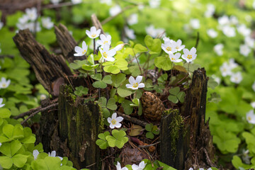 Spring in the forest, forest glade, spring flowers, Oxalis acetosella