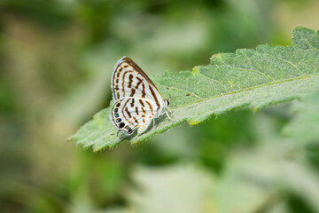 butterfly on green plant leaf in garden, grass background insect animal wildlife outdoor arthropods, small beauty, environmental, natural, macro