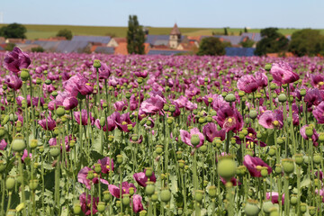Field of red violett Poppy Flowers in Summer