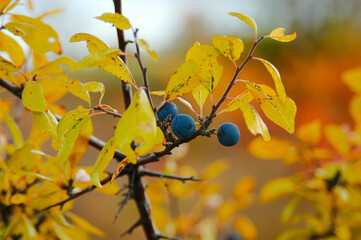 Sloe berry on a twig with yellow leafs