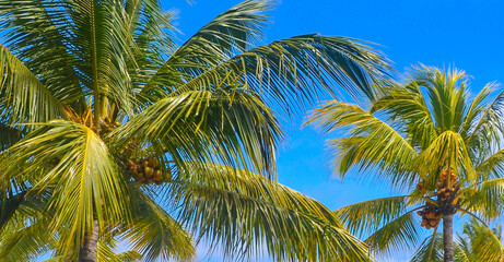 Palm trees under the blue sky on a tropical island