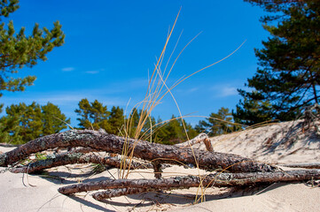 Grass growing in the sand dunes of Ullahau nature reserve on the island of Faro in Sweden