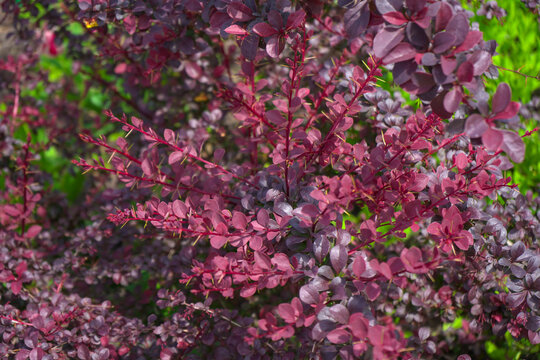Beautiful bright pink and purple leaves on the branches of the shrub of the barberry plant in spring.Photo.Landscape.