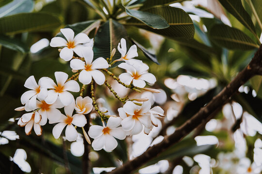 Natural photos of plumeria flowers with beautiful white, orange tones