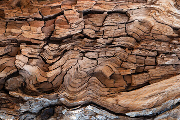 Close-up of an old tree trunk