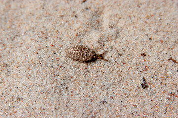 Ant lion above the sand in sunshine
