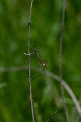 Daddy longlegs, also known as crane fly mating