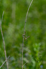 Daddy longlegs, also known as crane fly mating