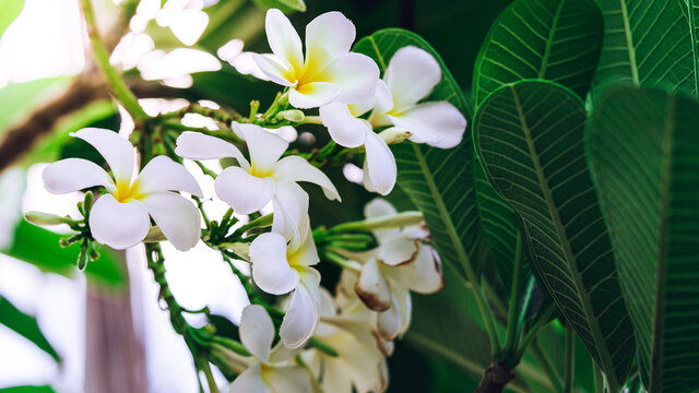 Nature photos of frangipani flowers that are beautiful white.