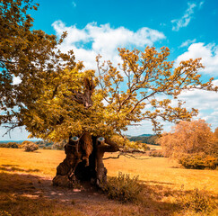 Human looking tree with eyes and facial features
 - looking like an Ent from Lord of The Rings
