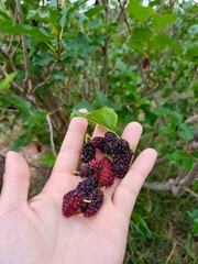 Mulberry on hand, very valuable fruit with beautiful colors
With a sweet and sour taste Easy to eat With nutrients that are rich in minerals that are important to the body
