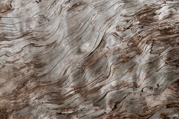 Close-up of an old tree trunk