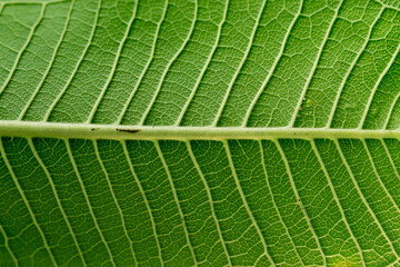 Close up shot of the pattern of green plumeria leaves