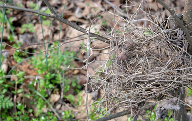 A little birds nest has been left empty in Missouri. Defocused background.