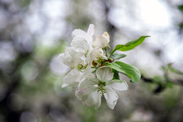 photo of blossoming tree brunch with white flowers on bokeh green background