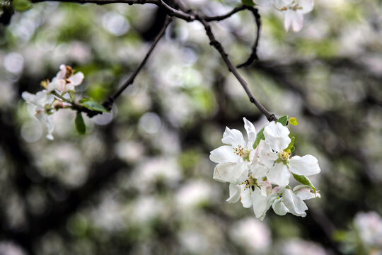 photo of blossoming tree brunch with white flowers on bokeh green background