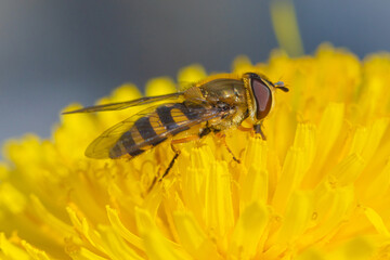 The macro shot of the beautiful fly like bee eating nectar on the yellow dandelion flower in the sunny summer or spring weather