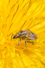 The macro shot of the beautiful bug or  beetle eating nectar on the yellow dandelion flower in the sunny summer or spring weather