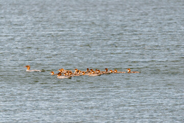 A large family of Mergus merganser ducks