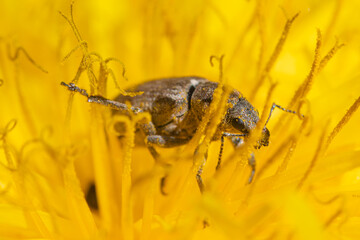 The macro shot of the beautiful bug or  beetle eating nectar on the yellow dandelion flower in the sunny summer or spring weather