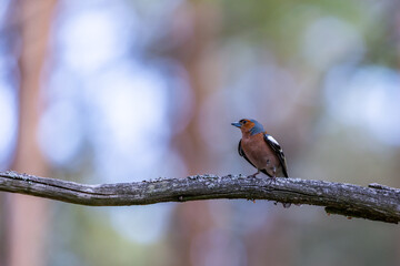 Fringilla coelebs on the branch © Krzysztof