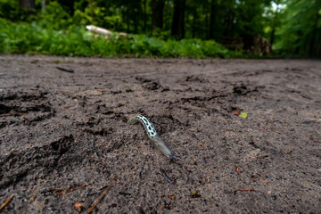 Snail on the forest road