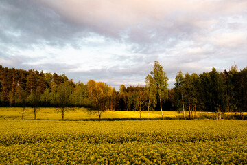 Rapeseed field near the forest
