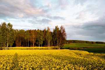 Rapeseed field during sunset